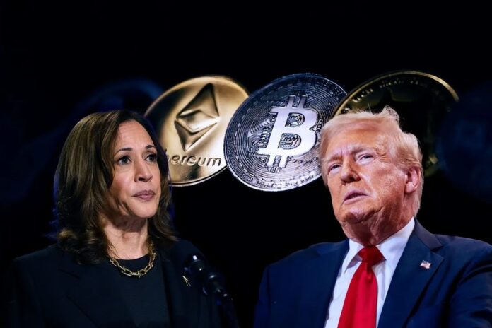 trump harris 06112024