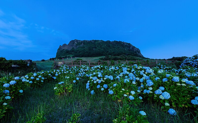 Đảo Jeju phát hành thẻ du lịch NFT 1 dao jeju