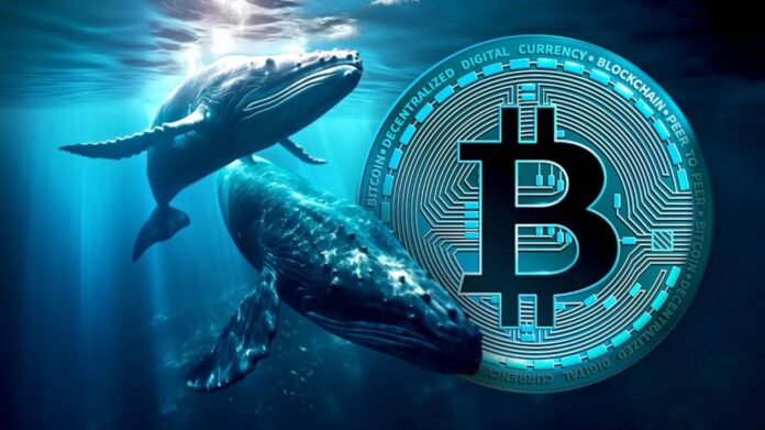 Bitcoin whale 2024 10 05 at 132236 1920x1078 1