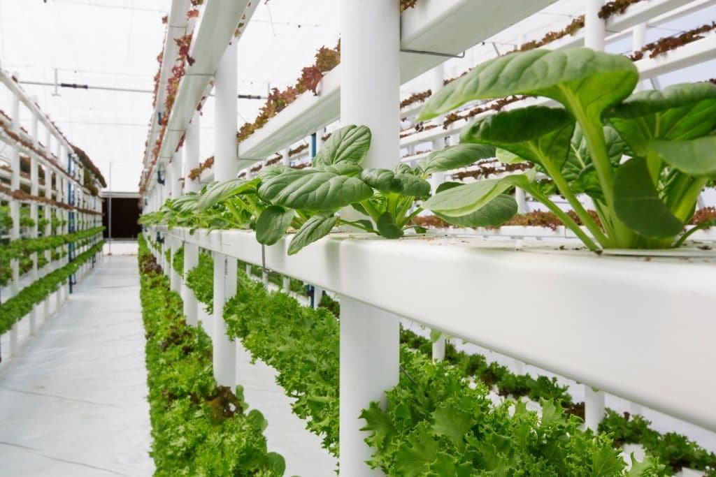 vertical farming 01032025