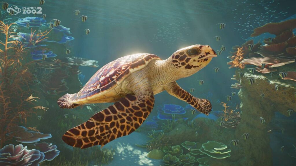 gamen.pro PZ2 Announce Shot06 Hawksbill Turtle Beauty 1920x1080 watermark