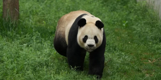 gamen.pro where winds meet panda charity header jpg 640